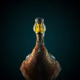 Duck Triple Quack Call sound effect artwork