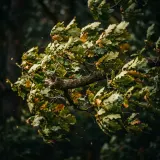 Gusty Wind Through Rustling Trees sound effect artwork