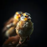 Finch Flock Feeding Chatter sound effect artwork