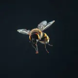 High Pitched Cartoon Fly Buzzing sound effect artwork