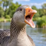 Aggressive Goose Honking Call
