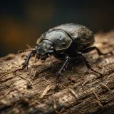 Beetle Scurrying Dry Scratch sound effect artwork