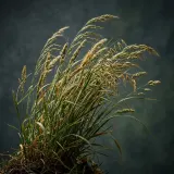 Gentle Breeze in Tall Grass sound effect artwork