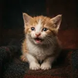 Plaintive Kitten Meow sound effect artwork