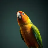 Tropical Parrots Squawking Overhead sound effect artwork