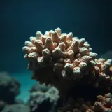 Rapid Dull Underwater Coral Impacts sound effect artwork