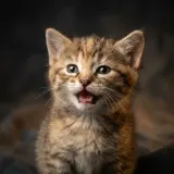 Kitten Mewing Softly sound effect artwork