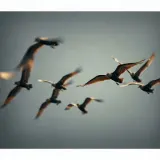 Rapid Fluttering Bird Wings Taking Off sound effect artwork