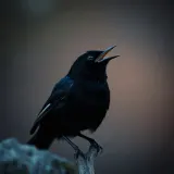 Blackbird Singing at Dusk sound effect artwork