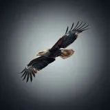 Soaring Eagle Cry Call sound effect artwork
