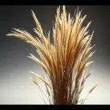 Continuous Rustling of Tall Dry Grass sound effect artwork
