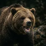 Bear Growling Low and Close sound effect artwork