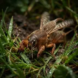 Mole Cricket Trilling in Wet Grass sound effect artwork
