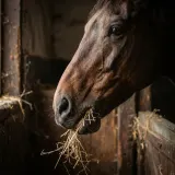 Horse Chewing Hay in a Stable sound effect artwork
