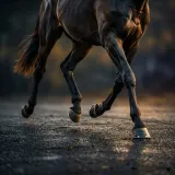 Horse Trotting Past on Pavement sound effect artwork