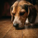 Dog Sniffing the Floor Close Up sound effect artwork