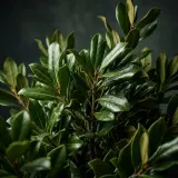 Waxy Bush Leaves Rustle sound effect artwork