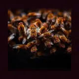 Swarming Flies Buzzing Together sound effect artwork