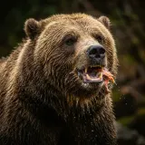 Grizzly Bear Sloppy Eating sound effect artwork