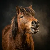 Pony Neighing Playfully sound effect artwork