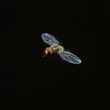 Fly Buzzing in Circles sound effect artwork