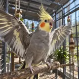 Calling cockatiel spreading its wings in an aviary