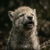 Wolf Pup Whining and Whimpering sound effect artwork