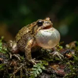 Squeaky Frog Croaking sound effect artwork