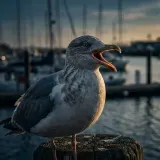 Seagulls Calling over a Harbor sound effect artwork