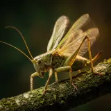 Single Insect Chirp Trill sound effect artwork
