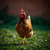 Chicken Clucking in Yard sound effect artwork