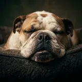 Dog Snoring While Asleep sound effect artwork