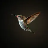Hummingbird Wing Hover Buzz sound effect artwork