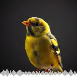 Canary Singing Bright Trills sound effect artwork