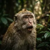 Monkeys Chattering in the Jungle sound effect artwork