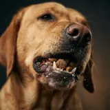 Dog Chewing Crunchy Food sound effect artwork