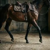 Horse Trotting Past on Concrete sound effect artwork