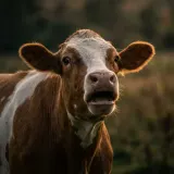 Cow Mooing in a Field sound effect artwork