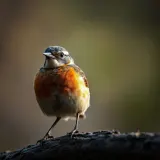 Dawn Thrush Flutelike Song sound effect artwork