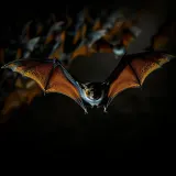 Bat Echolocation and Flight sound effect artwork