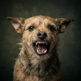 Small Dog Snarling Bark sound effect artwork