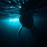 Deep Ocean Whale Song sound effect artwork