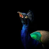 Loud Peacock Calling Cry sound effect artwork