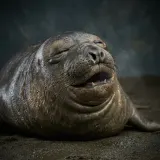 Elephant Seal Pup Snoring sound effect artwork