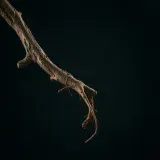 Tree Branch Snap and Fall sound effect artwork