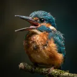 Kingfisher Chick Squawk sound effect artwork