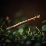 Dry Stick Snapping and Tumbling Through Foliage sound effect artwork