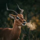Impala Alarm Call Snorts sound effect artwork