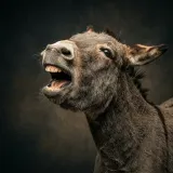 Donkey Braying sound effect artwork