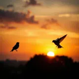 Swallows Twittering at Sunset sound effect artwork